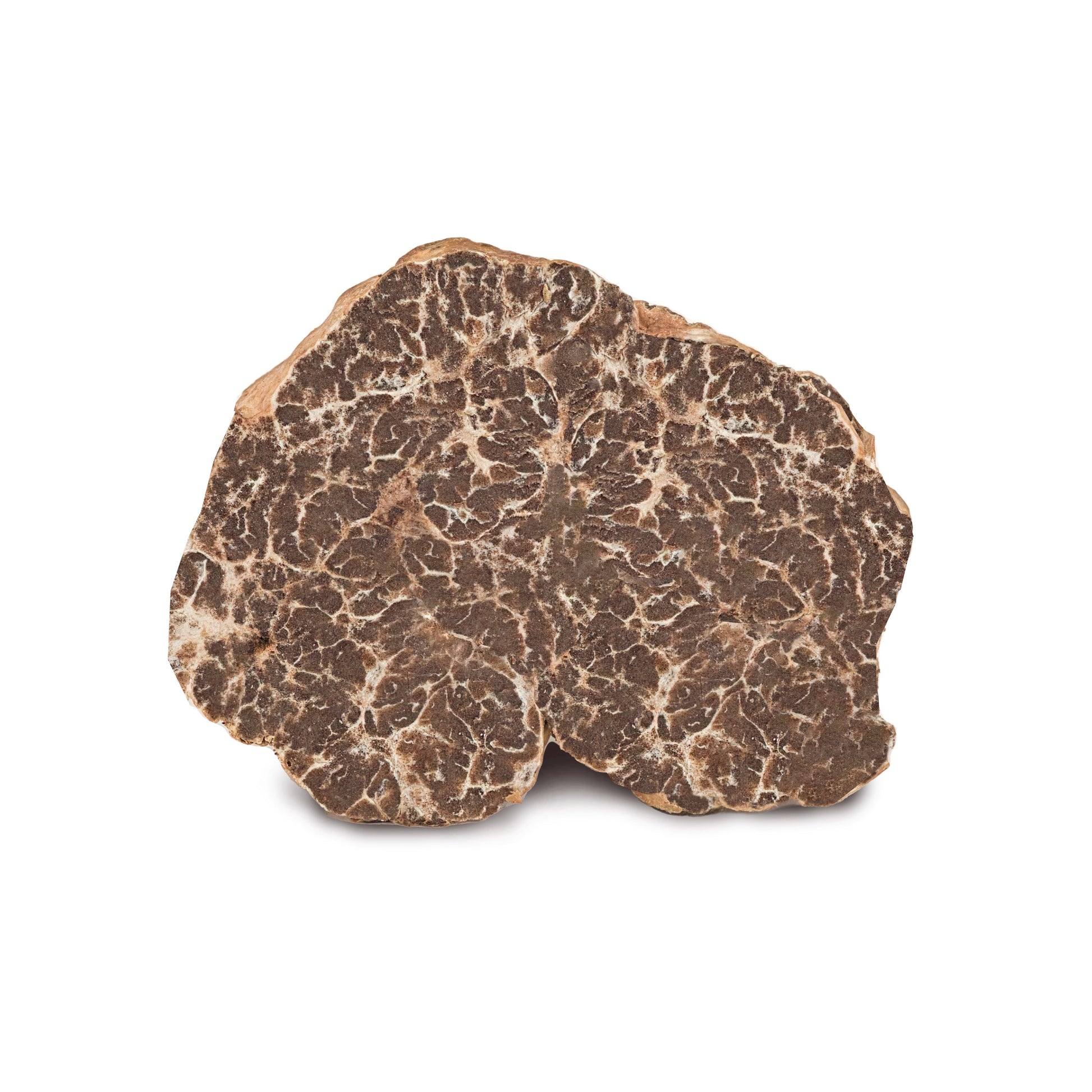Fresh Bianchetto truffle-Tuber Borchii Fresh truffle Zigante Tartufi Online Shop