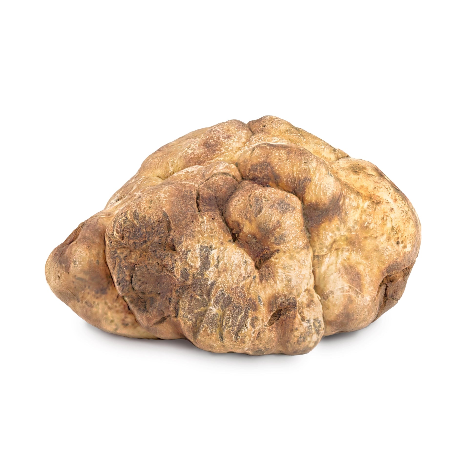 Fresh Bianchetto truffle-Tuber Borchii Fresh truffle Zigante Tartufi Online Shop