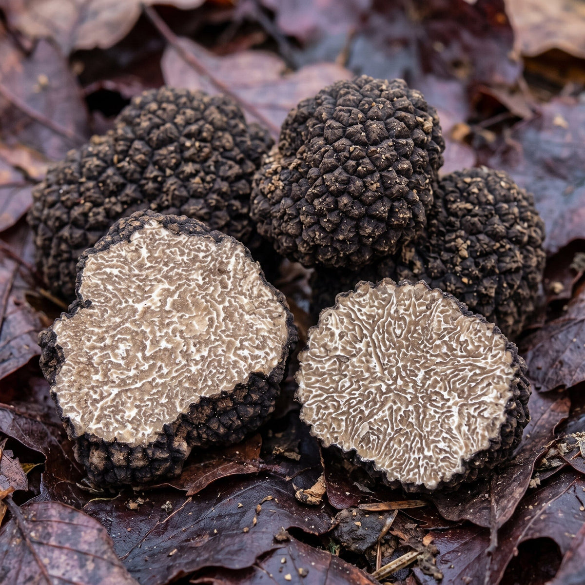 Fresh Black Truffle-Tuber Uncinatum Zigante tartufi d.o.o.